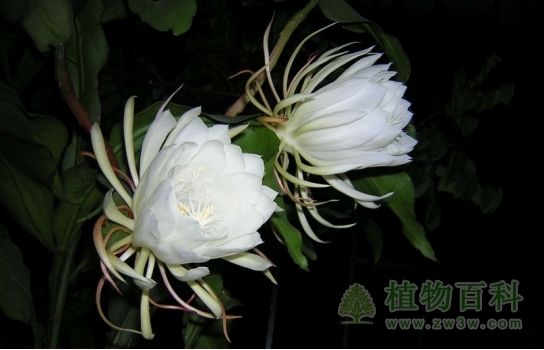 昙花一现：刹那间的美丽，一瞬间的永恒（如何养护好昙花）