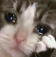 猫扑电影网